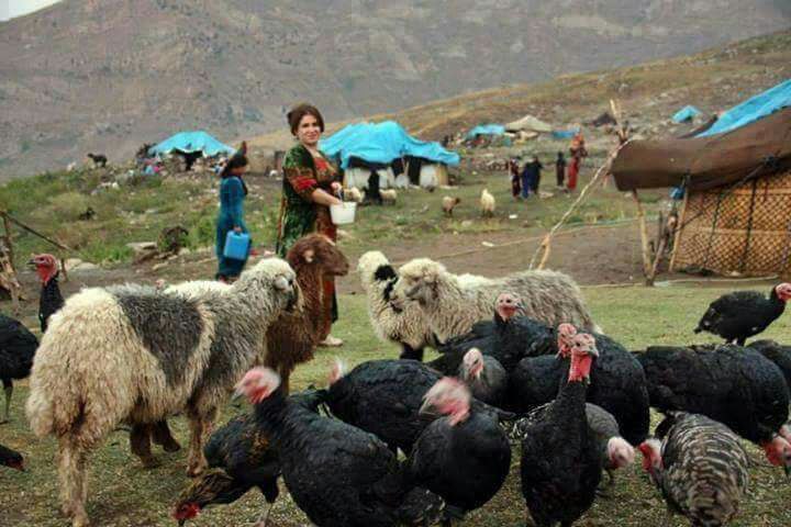  خێوەتی گەورەی ئاسمانی مەڕدارانی کورد خاوەنی 5 پێگەو بنەماڵەن کە دەریاچەی ورمێ- یان لە ئامێز گرتووە،بە ناو ونیشانەی کە لە ژێرەوە ئاماژەمان پێکردوە.دەبی دنیای ئاکادیمی کوردە واری بە دواداچوونی بۆ بکات....
