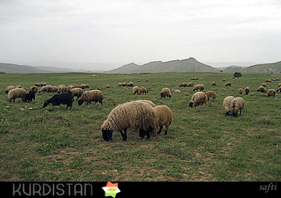 بنکەی ژین و مێژووی کورد